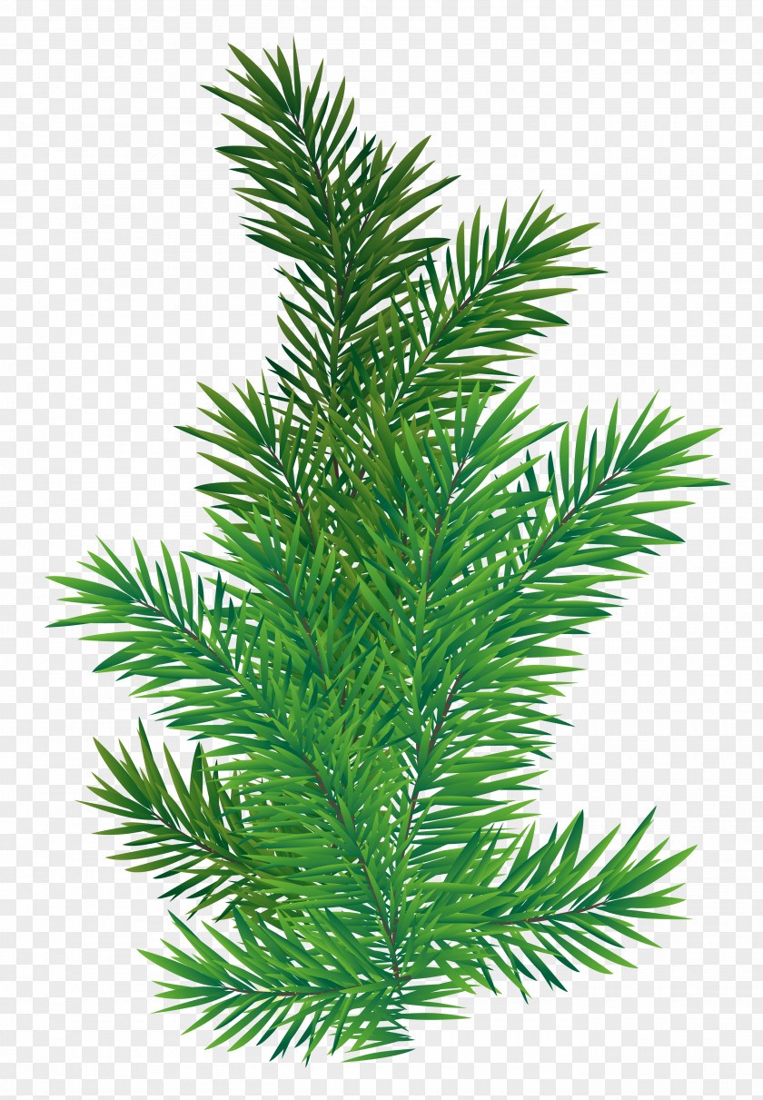 Pine Branch Picture Tree Scots PNG