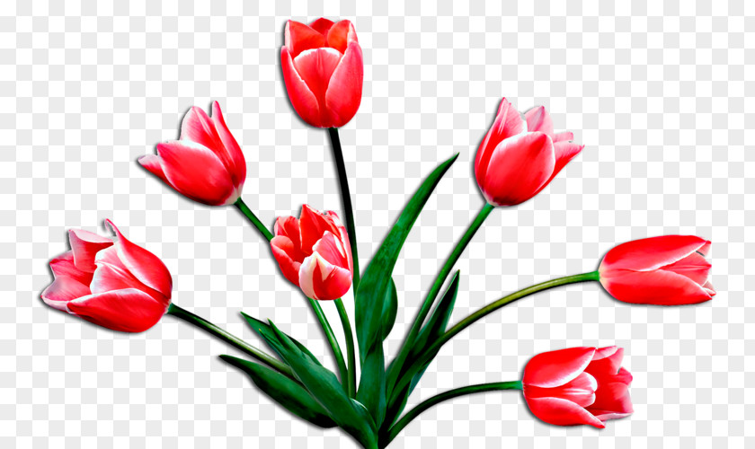 Flower Clip Art Tulip Image Openclipart PNG