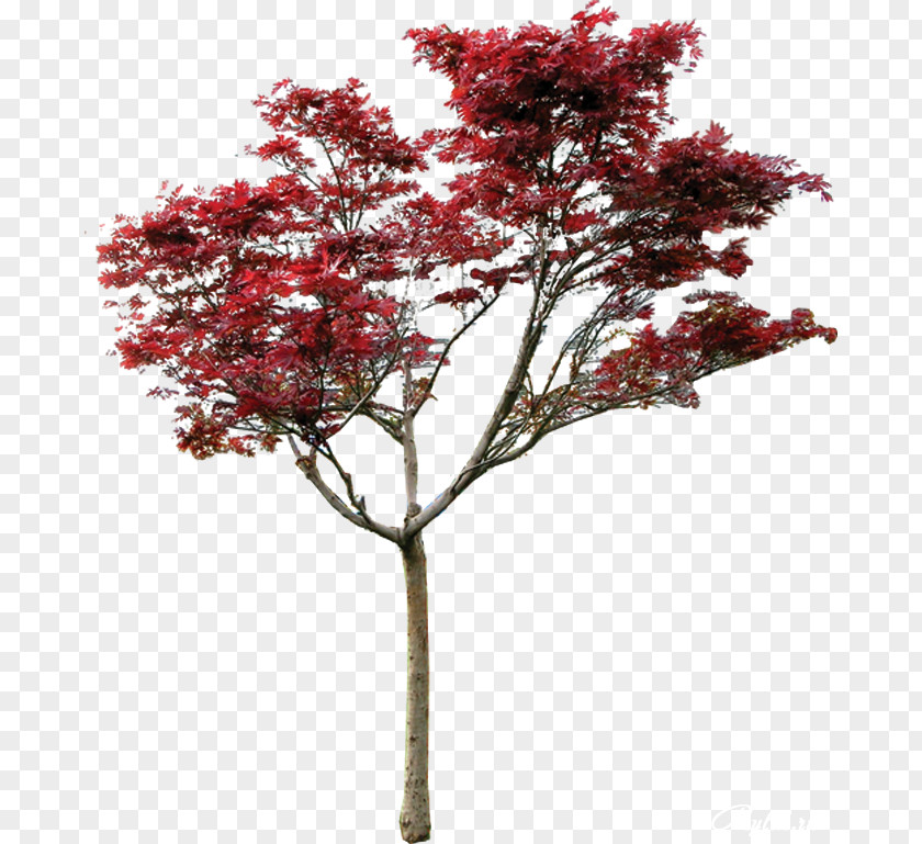Tree Maple Macrophanerophytes Ganling Garden PNG