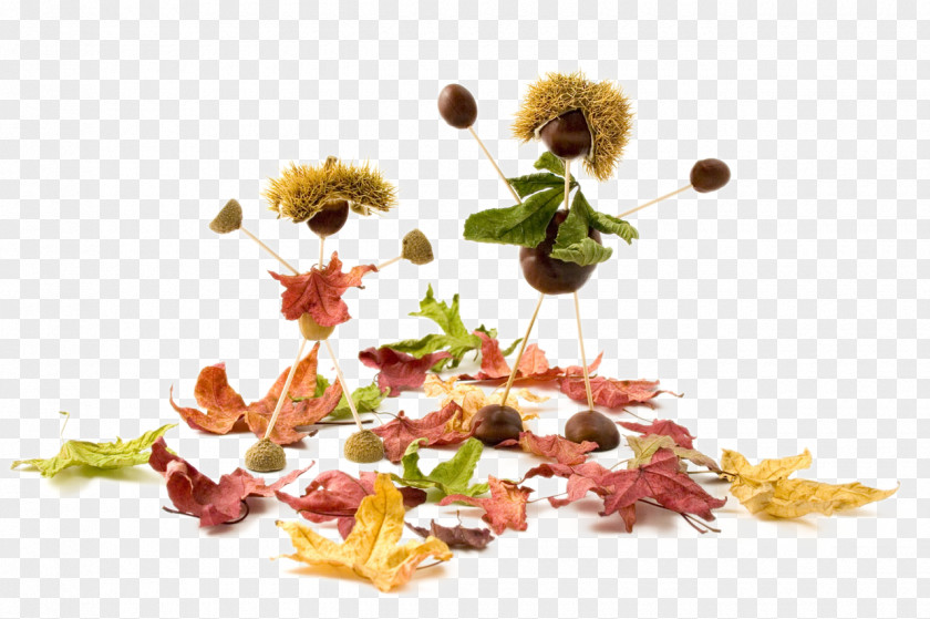 Creative Autumn Elements Conkers Acorn Stock.xchng Illustration PNG