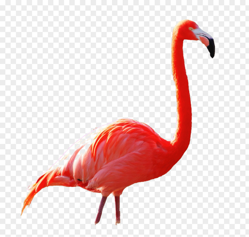 Flamingos Printing Beak Ibis PNG