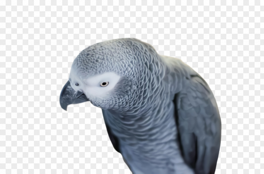 African Grey Vertebrate Colorful Background PNG