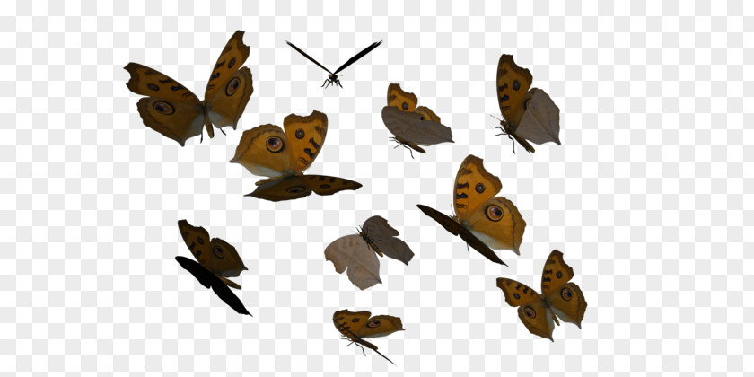 Butterfly Butterflies Fly Image Fluttering PNG