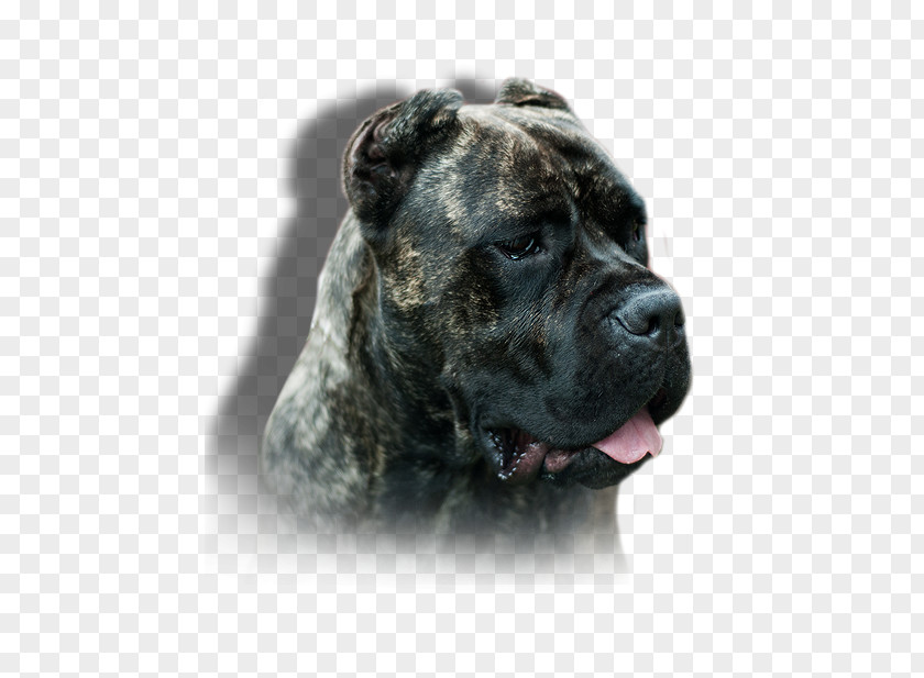 Cane Corso Presa Canario Bullmastiff Alaunt Boerboel PNG