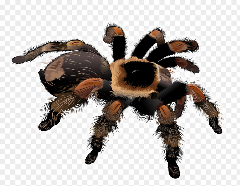 Hairy Vector Spider Tarantula Drawing Clip Art PNG