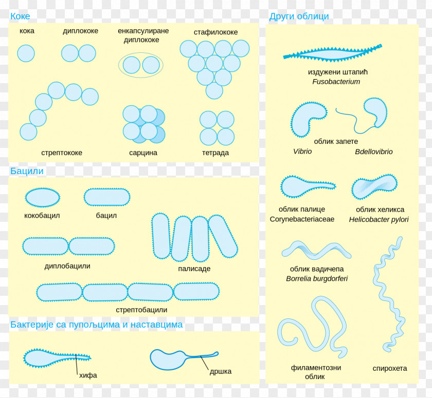 Microscope Bacterial Cellular Morphologies Morphology Cell Structure Microorganism PNG
