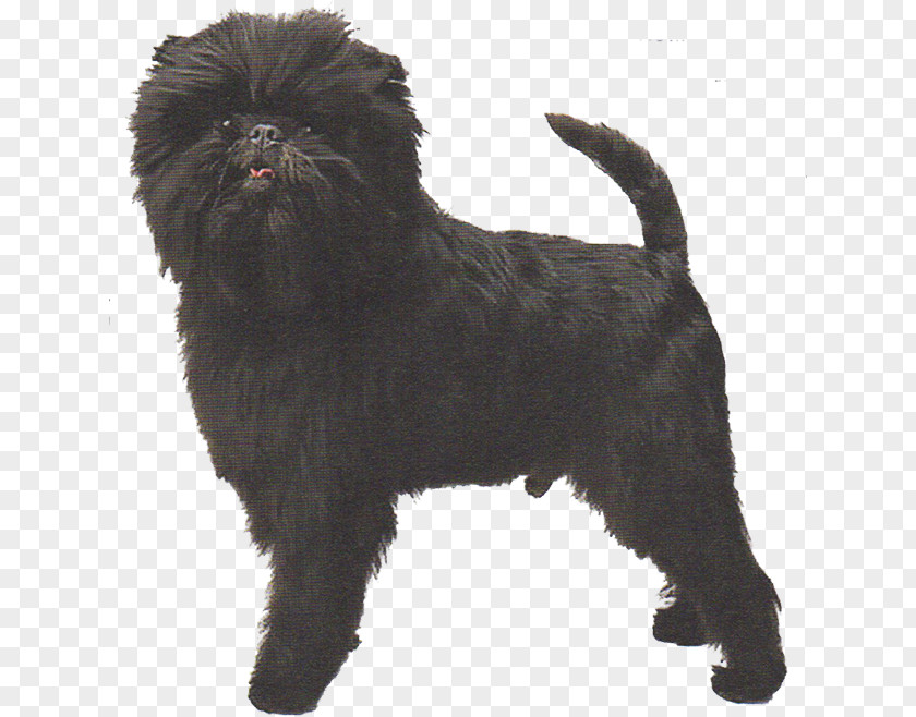 Puppy Affenpinscher Westminster Kennel Club Dog Show Banana Joe V Tani Kazari Breed PNG