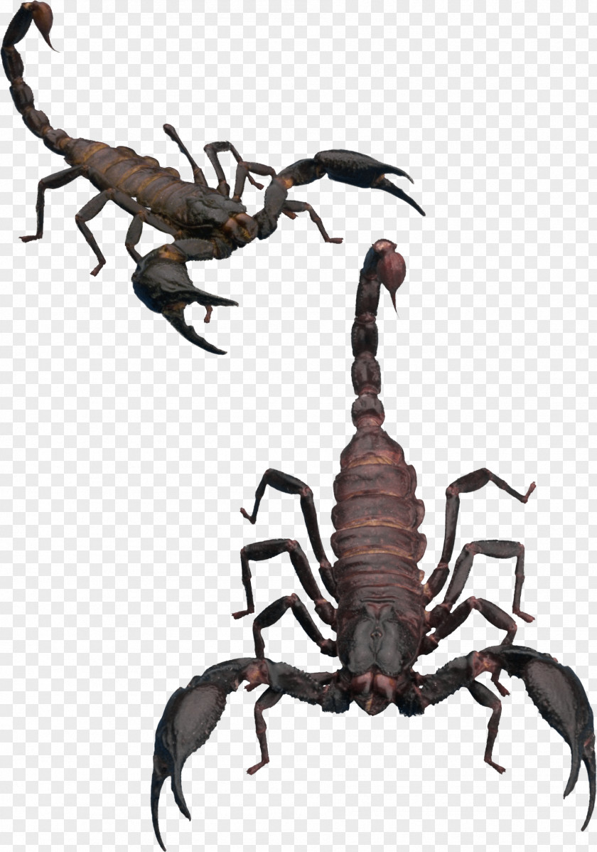 Scorpion Clip Art PNG