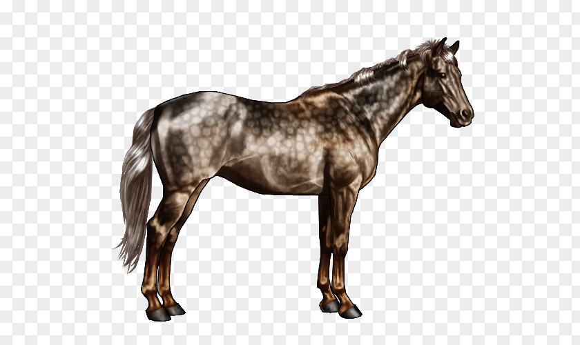 Sorrel Appaloosa American Quarter Horse Andalusian Stallion Markings PNG