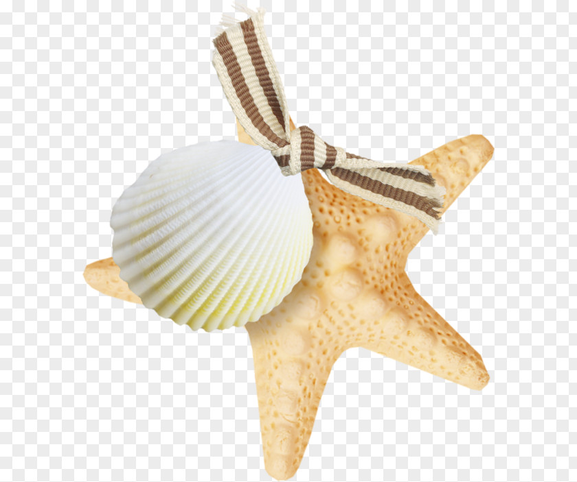 Starfish Common PNG