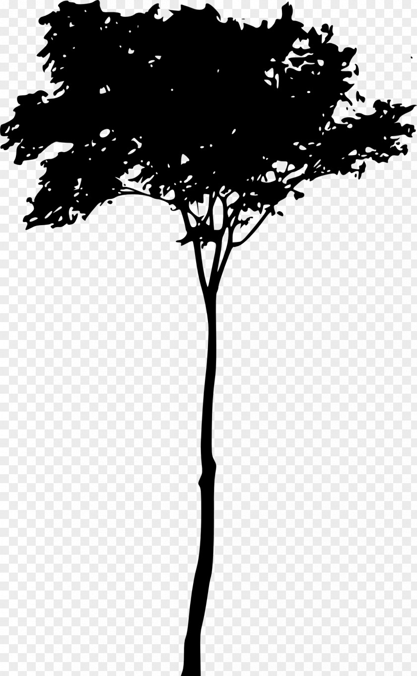 Tree Silhouette Woody Plant Twig PNG