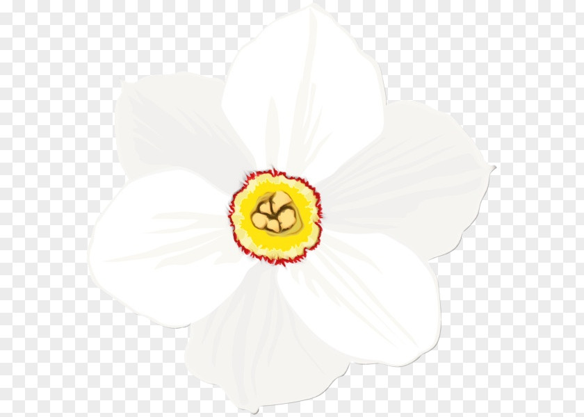 Amaryllis Family Wildflower White Petal Flower Yellow Plant PNG