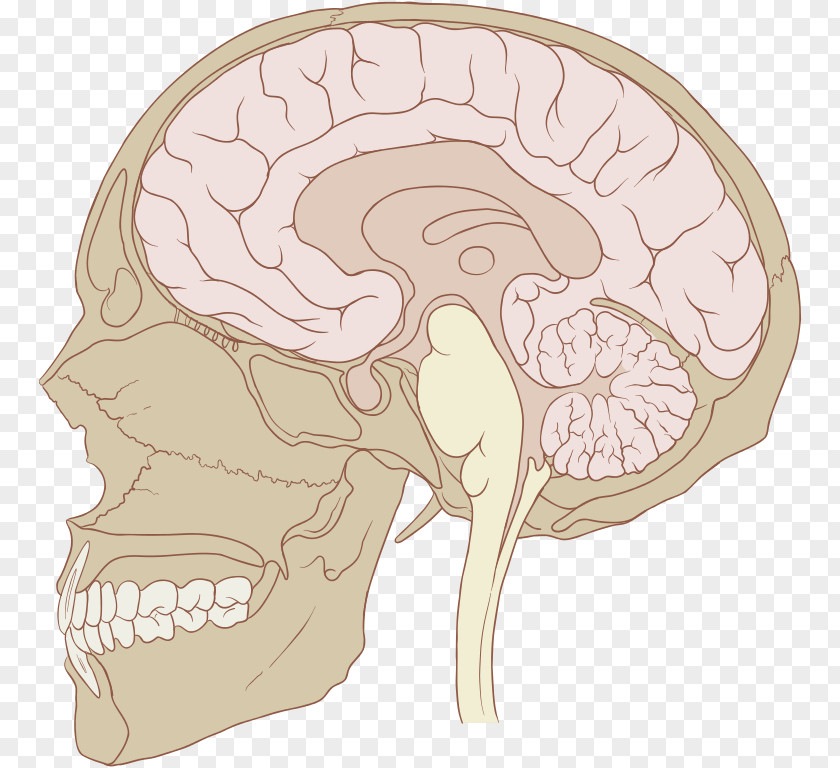 Creative Skull Pituitary Gland Disease Anterior Endocrine System PNG