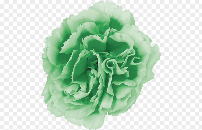 Flower Cut Flowers Carnation Cabbage Rose Pink PNG