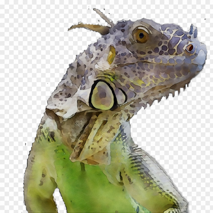 Iguanas Green Iguana Royal Society Of Biology Name PNG