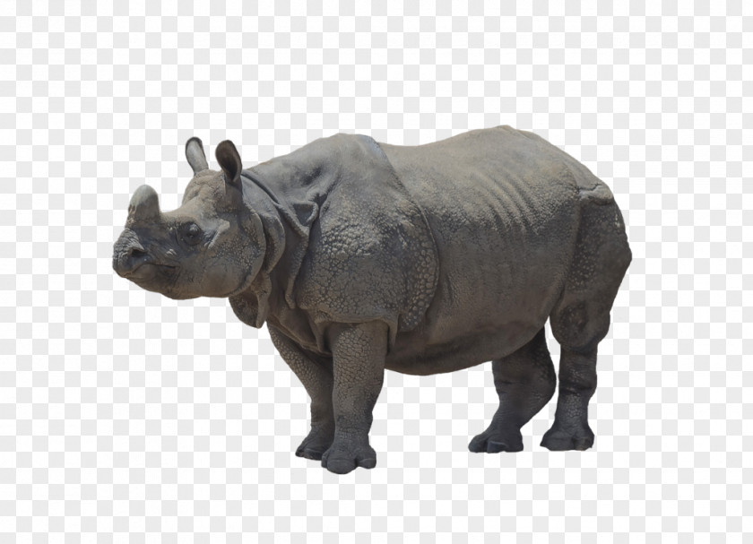 Javan Rhinoceros Brontotherium Megacerops PNG