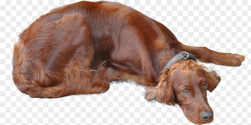 Nova Scotia Duck Tolling Retriever Irish Setter Sussex Spaniel English Red And White Boykin PNG