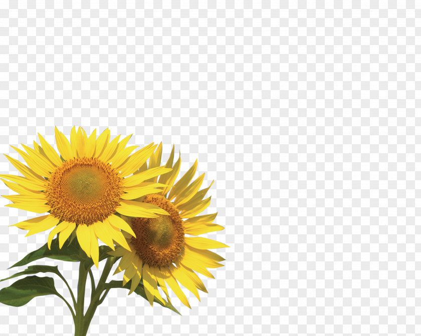 Sunflower U4e00u58f6u70e7u4e0du5f00u7684u6c34: U5982u4f55u5febu901fu63d0u9ad8u82f1u8bedu53e3u8bedu6c34u5e73 Flower PNG