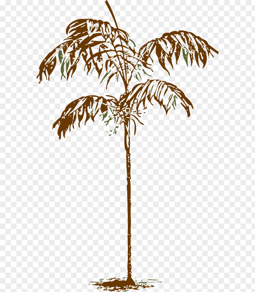 Arecaceae Drawing Clip Art PNG