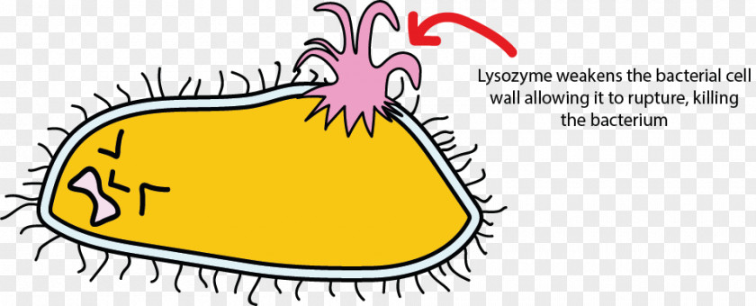 Bacteria And Tooth Lysozyme Bacterial Cell Structure Saliva PNG
