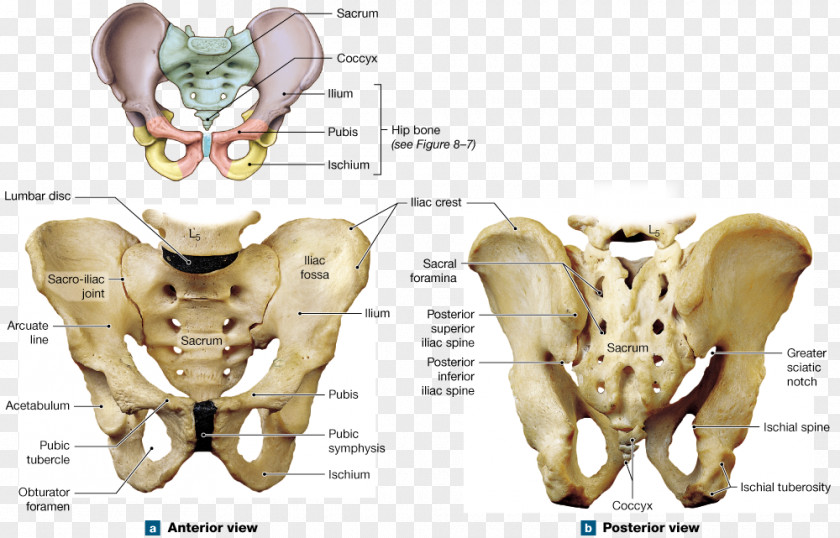 Bone Foot Anatomy Pelvis Hip Human Skeleton Shoulder Girdle PNG