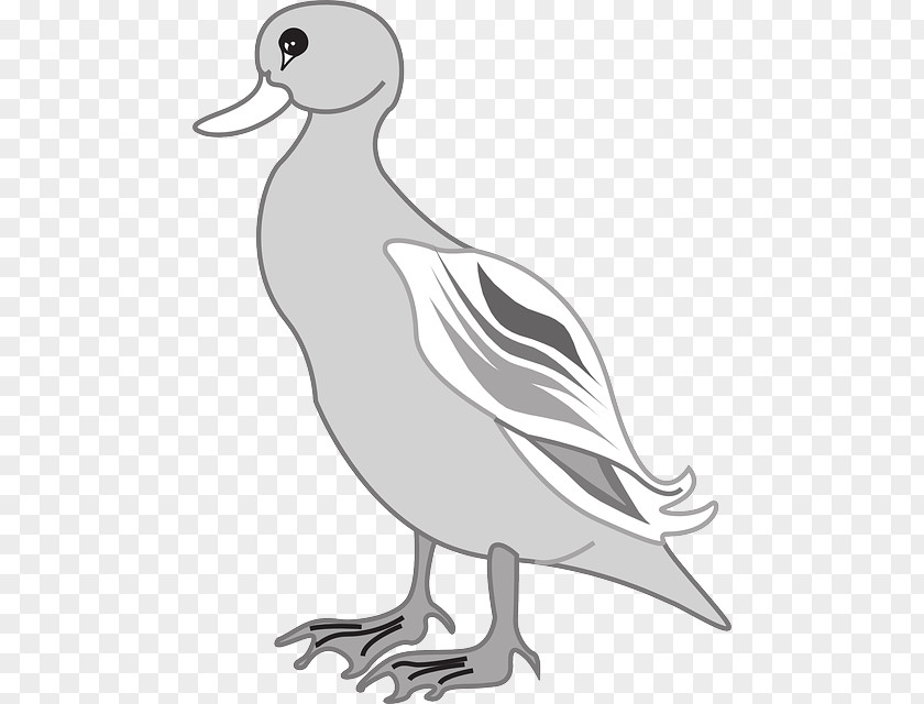 Duck Goose Bird PNG