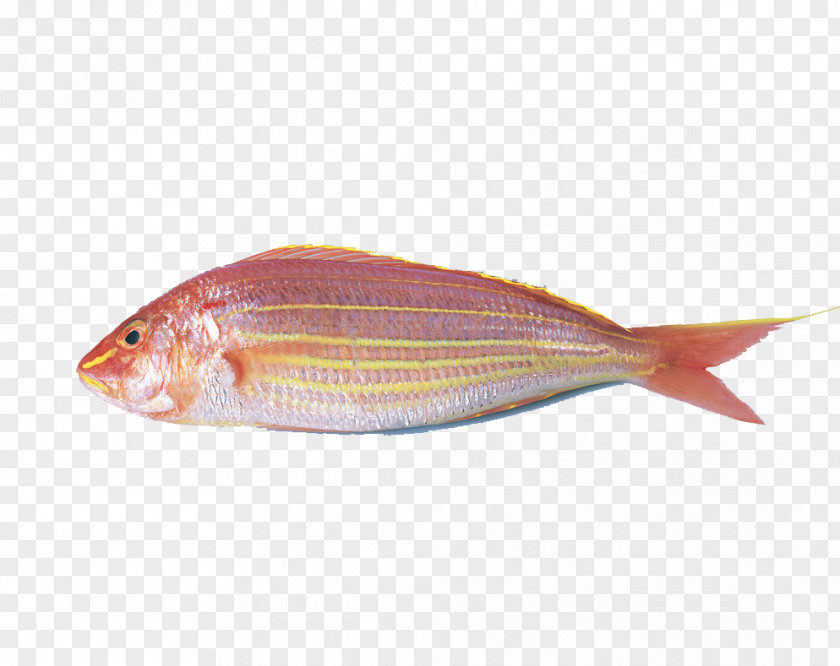 Red Fish Carassius Auratus Surimi Ball Northern Snapper Oyster PNG