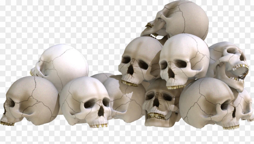 Skull Bone Skeleton PNG