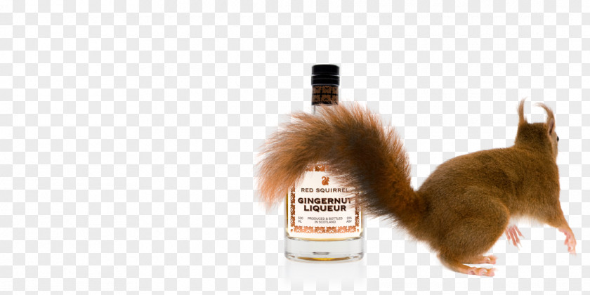 Squirrel Red Distilled Beverage Ginger Snap Drink PNG