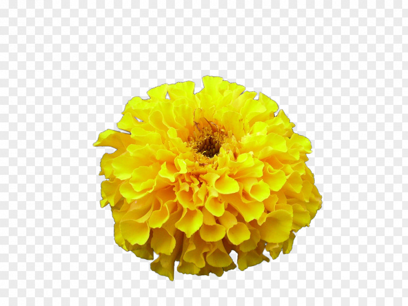 Artificial Flowers Cut Chrysanthemum Naver Blog PNG