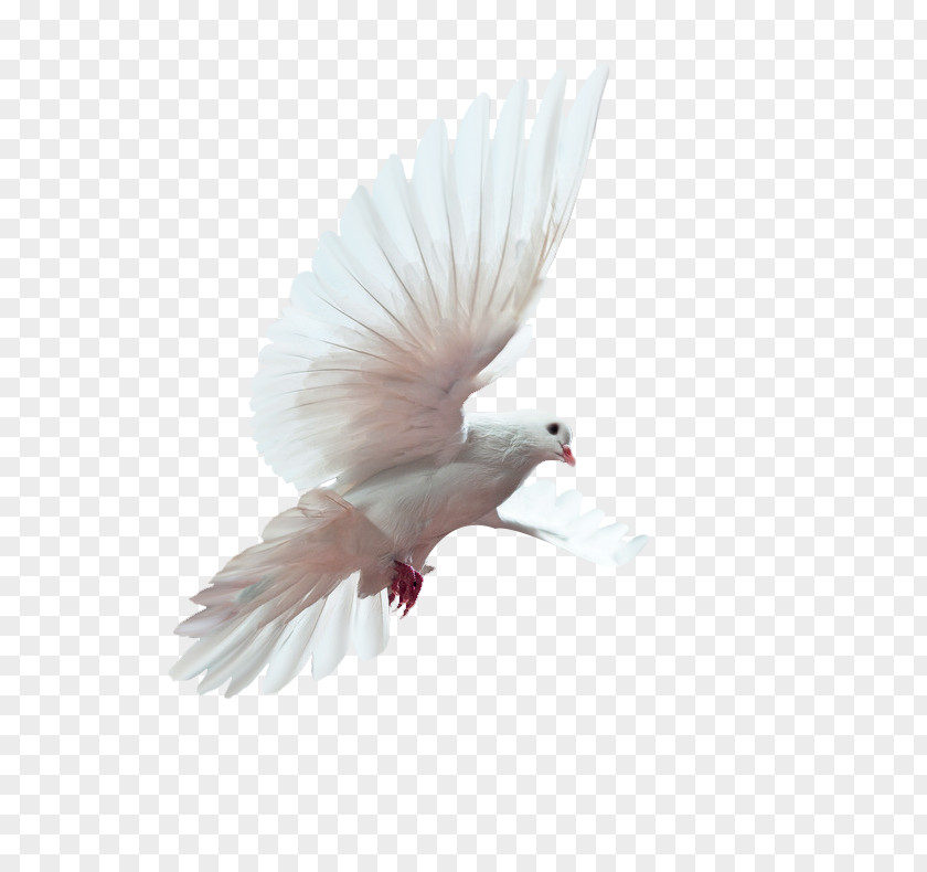 Green Fresh Pigeon Decorative Patterns Bird U548cu5e73u9d3f Peace Doves As Symbols PNG