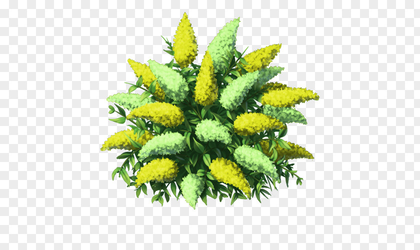 Lemon Leaves Plant Flower PNG