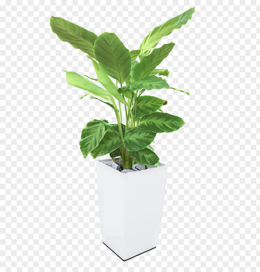 Arkyne TechnologiesPot Plant Energy Photosynthesis Electricity Bioo PNG