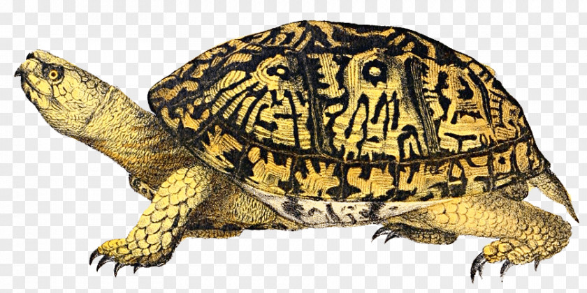 Box Turtle Image Eastern PNG