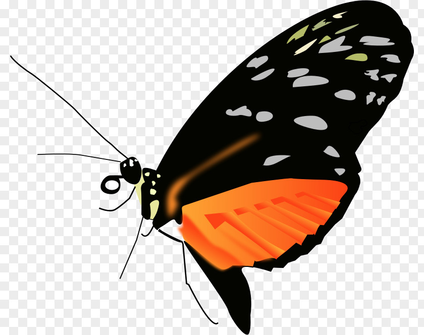 Butterfly Monarch Clip Art PNG