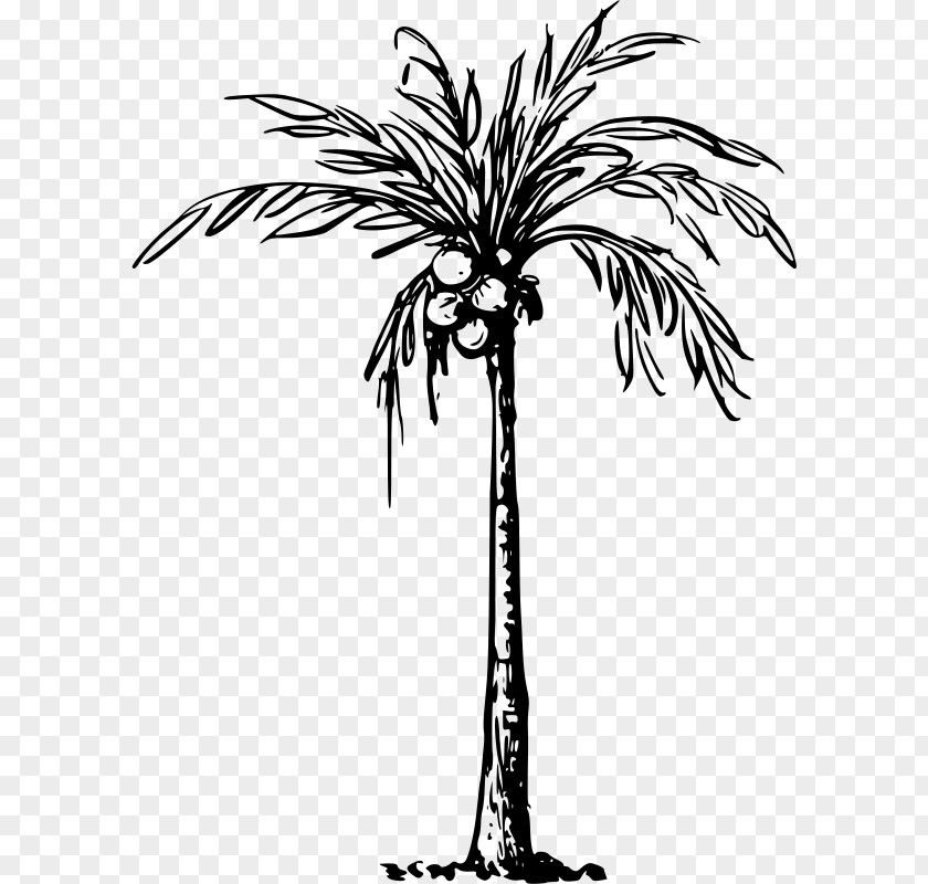 Coconut Tree Arecaceae Palm Branch Clip Art PNG