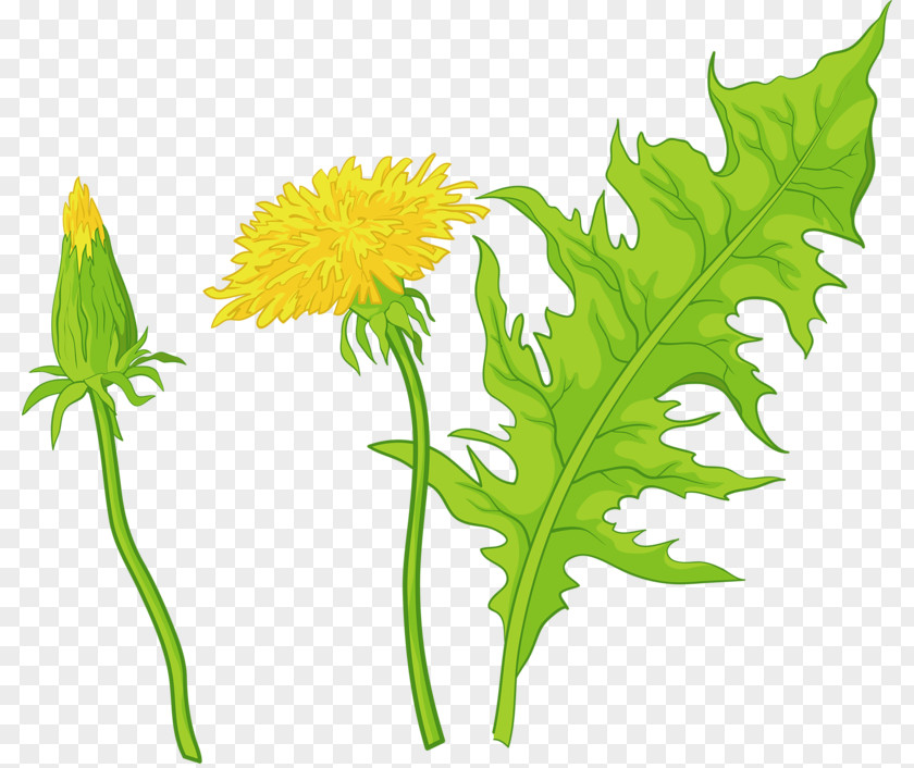 Green Chrysanthemum Pattern Common Dandelion Leaf Euclidean Vector Flower Illustration PNG