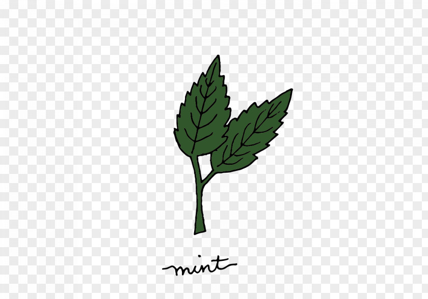 Hand-painted Herbal Mint Medicinal Plants Herb PNG