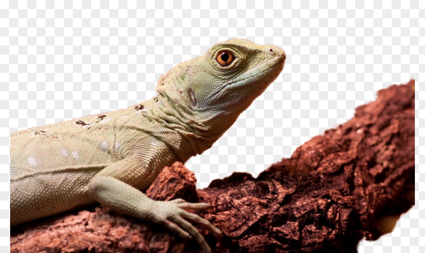 Lizard Chameleons Reptile Desktop Wallpaper Green Iguana PNG