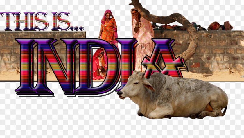 Sikhism Delhi Cattle Animal Mammal PNG