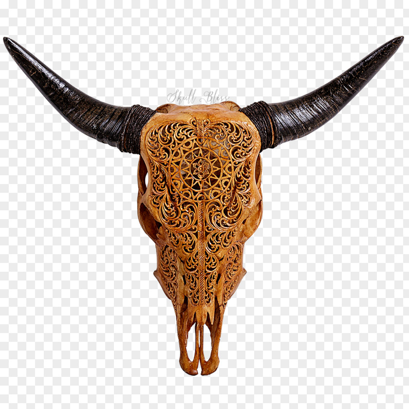 Skull Texas Longhorn English Human Symbolism PNG