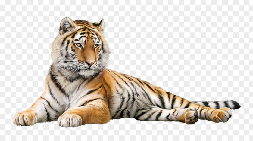Tiger Lion Cat Gray Wolf Whiskers PNG