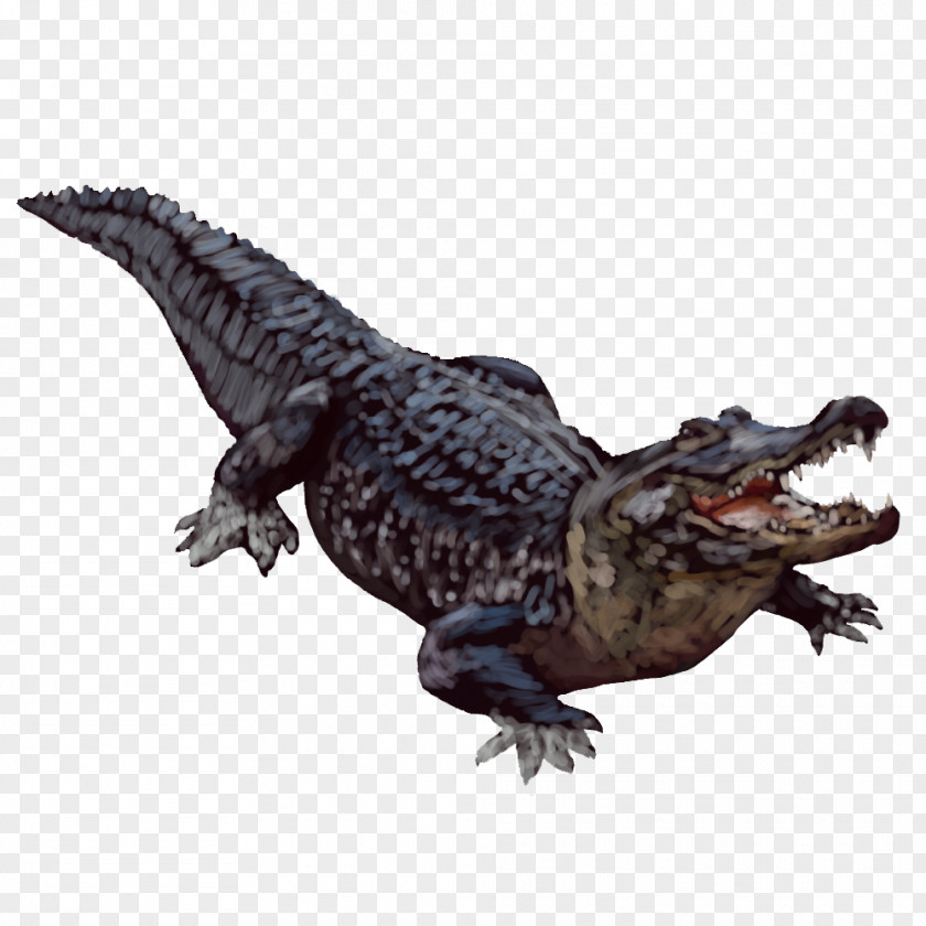 Alligator Transparent Background American Crocodiles PNG