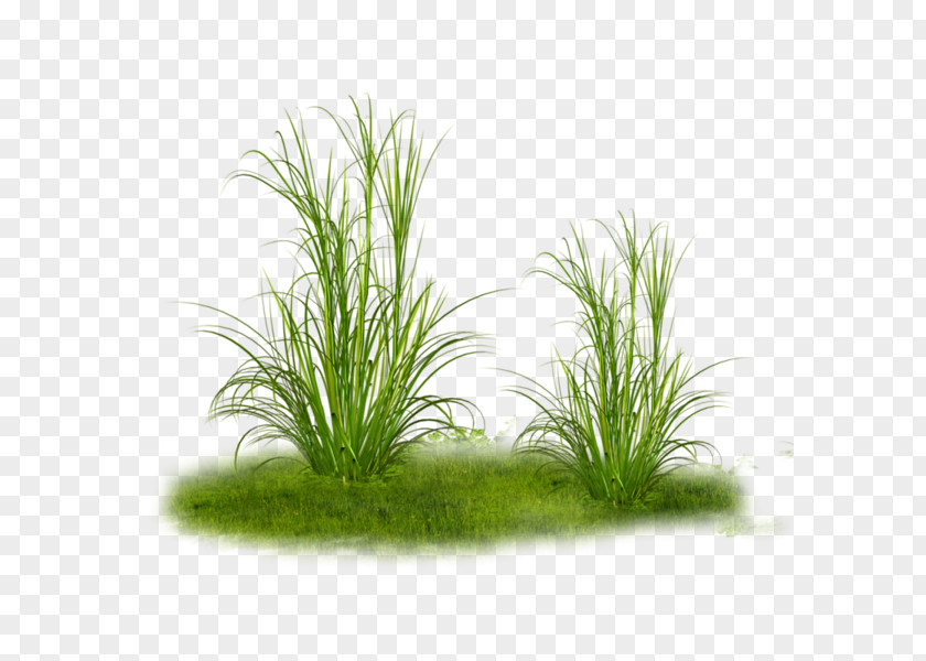 Grass Tree Clip Art PNG