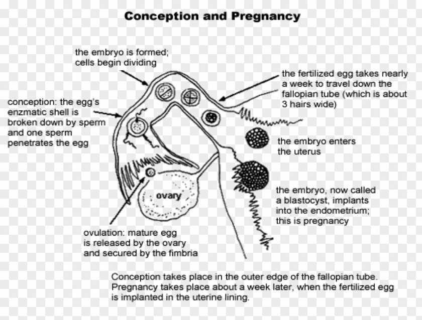 Pregnancy Fertilisation Diagram Human Fertilization Female Reproductive System PNG