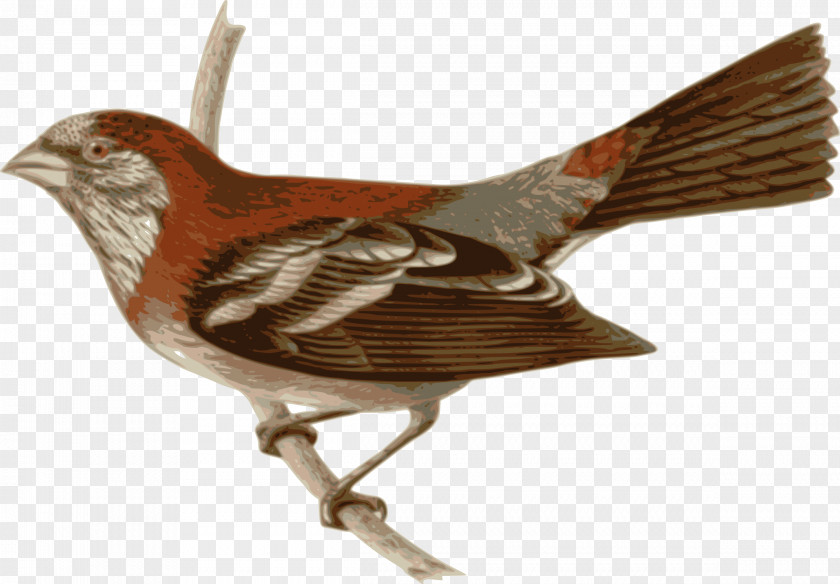 Bird Three-banded Rosefinch Passerine Feather Wren PNG