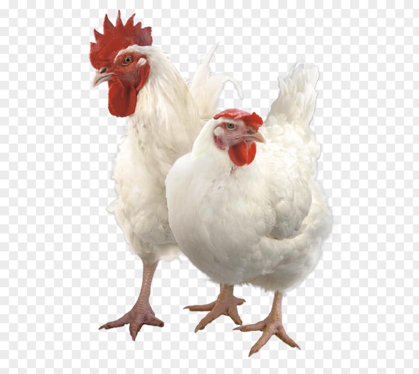 Chicken Rooster Broiler Премикс PNG