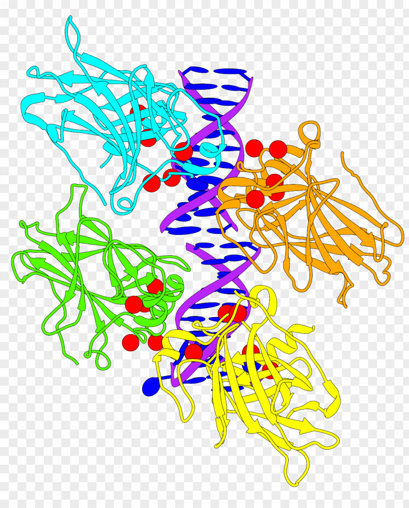 Chimera Protein Structure P53 PNG