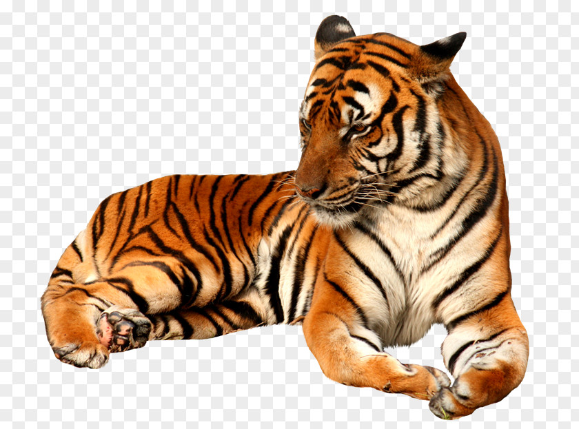 Executives Felidae Lion Clip Art Bengal Tiger PNG