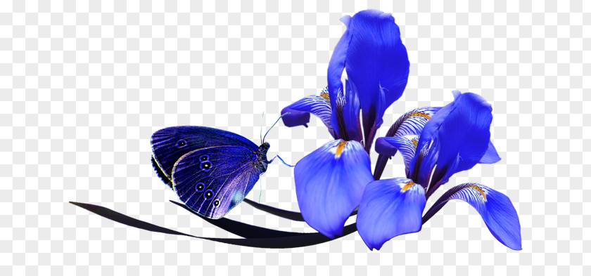 Flower Iris Clip Art PNG